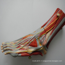 HOT SALE muscles médicaux du pied avec les vaisseaux principaux et les nerfs anatomie du pied